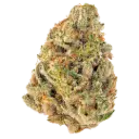 Tropicana Cherry - S
