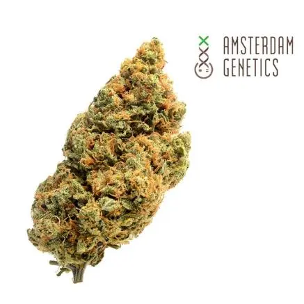 Amsterdam amnesia  