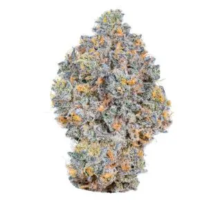 [BUDS] Rainbow Fruit