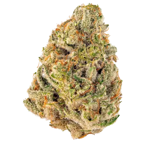 [3A] Tropicana Cherry - S
